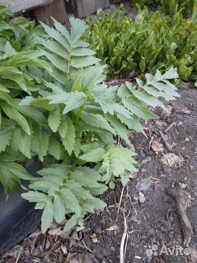 Валерьяновый корень