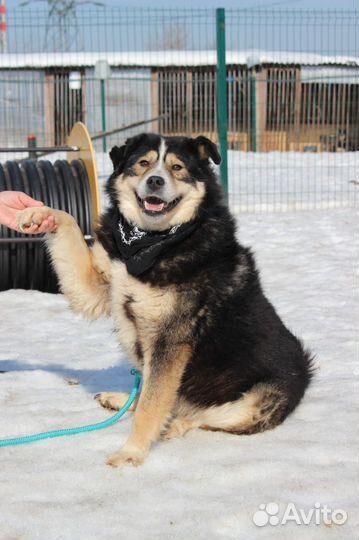 Классный пес Флинт ищет дом