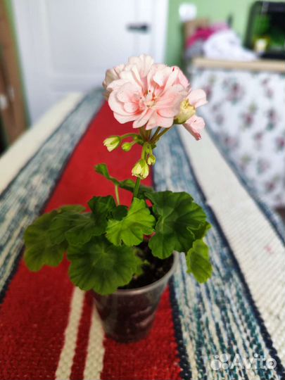 Золотолистная пеларгония Elmsett