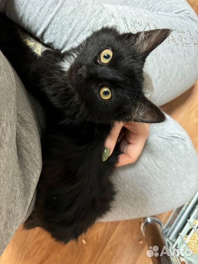 Котята ищут дом