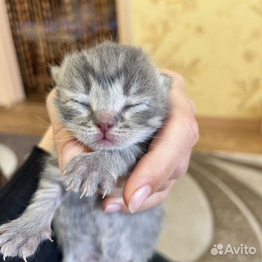 Британские котята