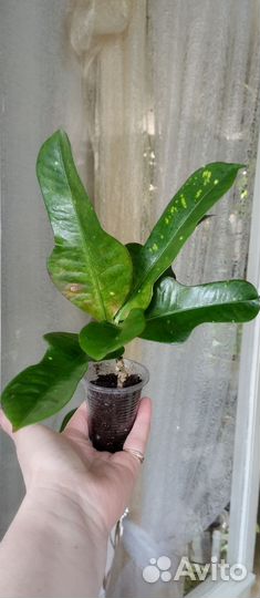 Растения комнатные