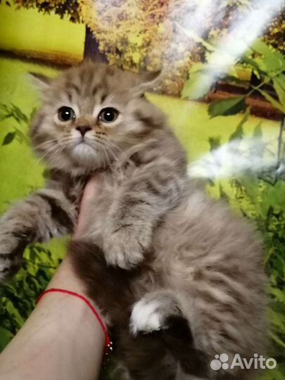 Циннамоновый пушистик