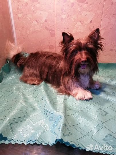 Шоколадная йорк девочка 2 года
