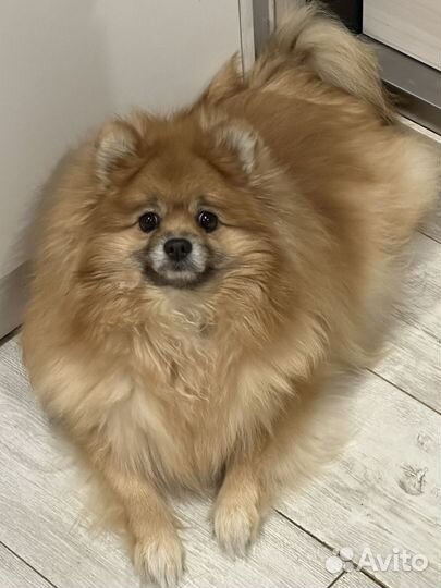 Шпиц немецкий