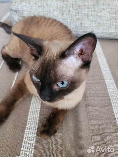 Кошка породы девон рэкс