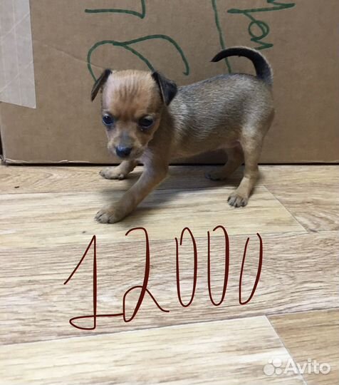 Той-терьер щенок девочка