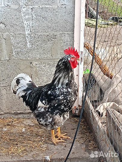 Инкубационное яйцо кур