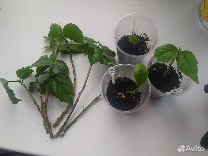 Гибискус китайская роза