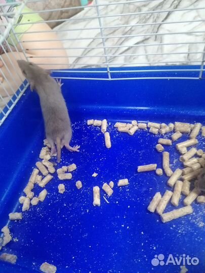 Крыса дамбо