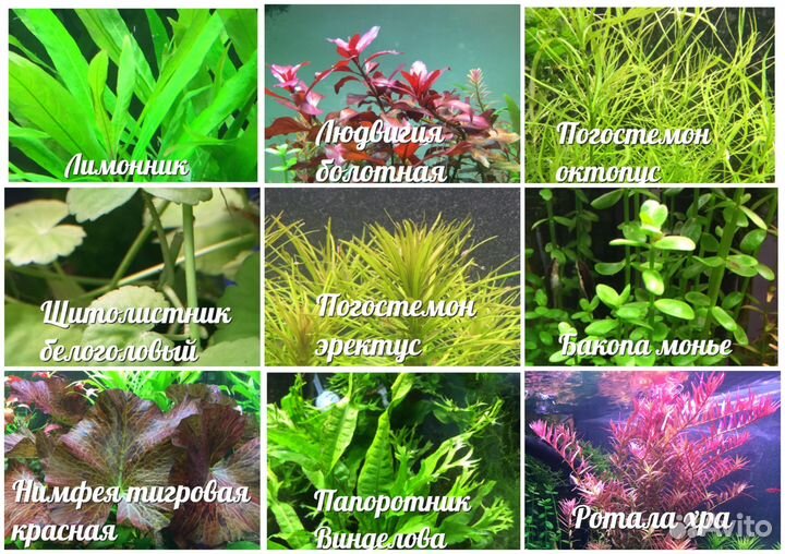 Аквариумные растения, рыбки, креветки