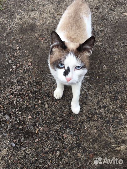 Кошки в дар