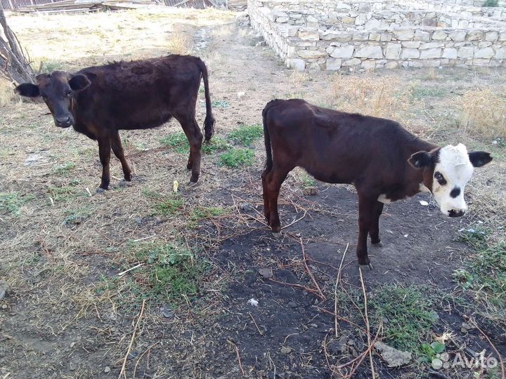 Продаются телята