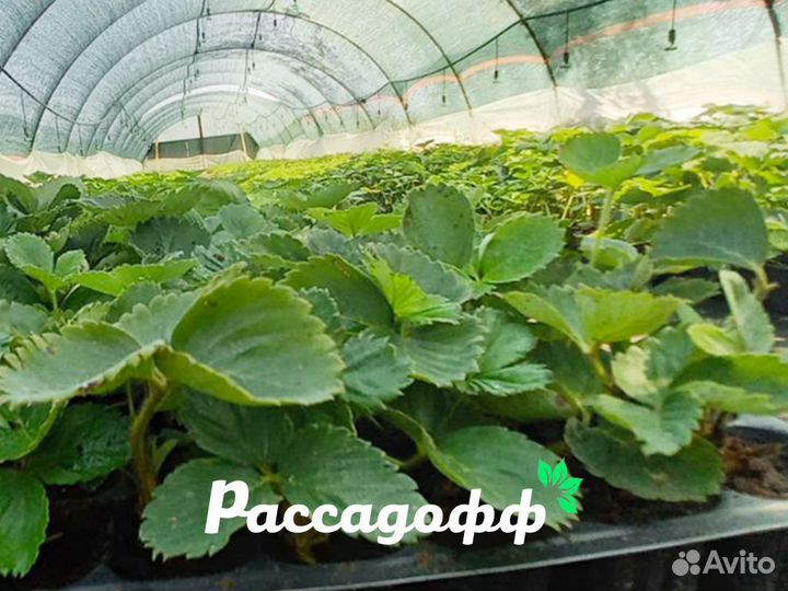 Рассада клубники. Оптом от 128 шт