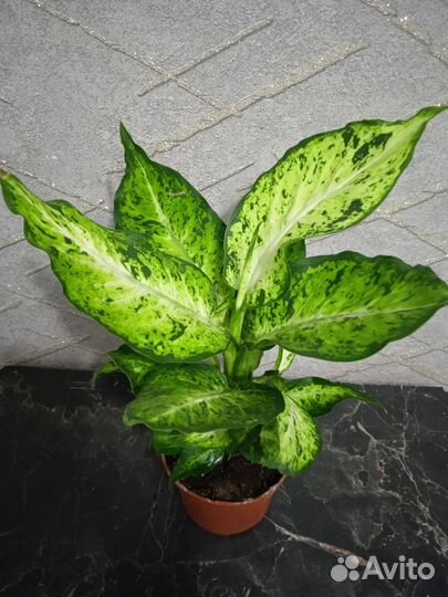 Филодендрон биркин