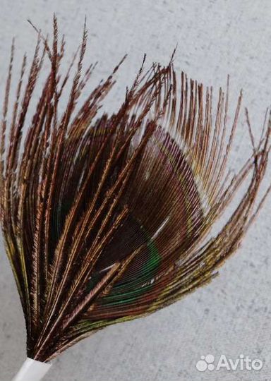 Пёрышко павлина короткое