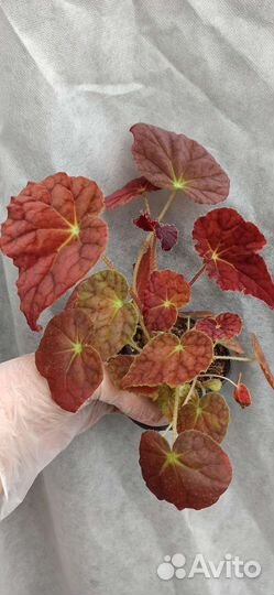 Бегонии королевские,декоративнолиственные