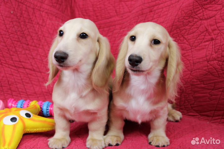 Щенок такса миниатюрная