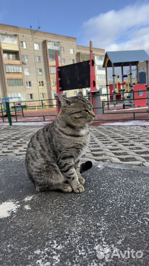 Котик ищет добрых мам и пап