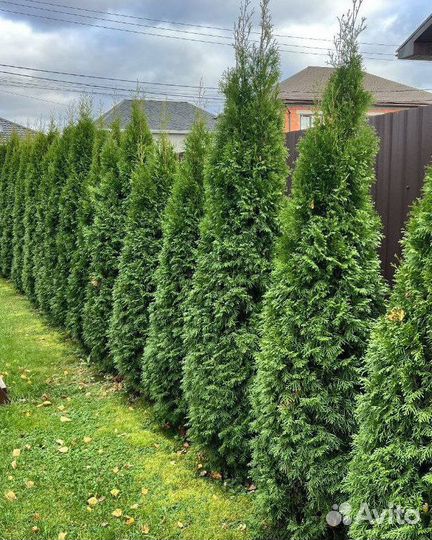 Туя для живой изгороди