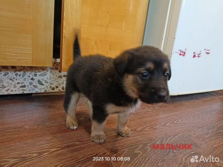 Щенки в заботливые руки