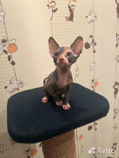 Донской сфинкс