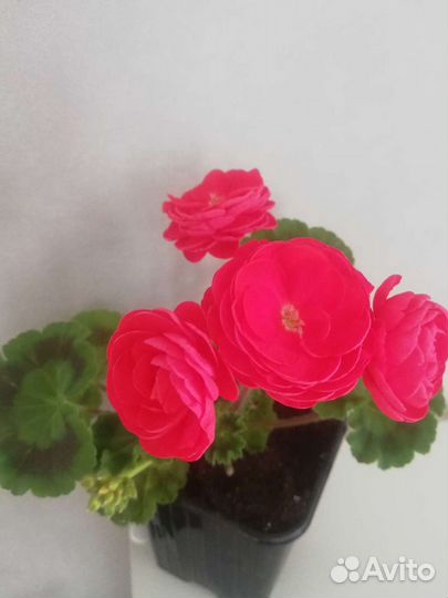 Пеларгония