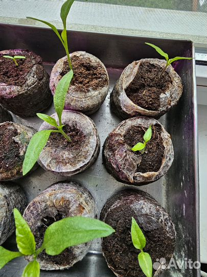 Рассада перца Хабанеро и Халапеньо