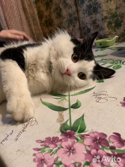 Какой же я красивый