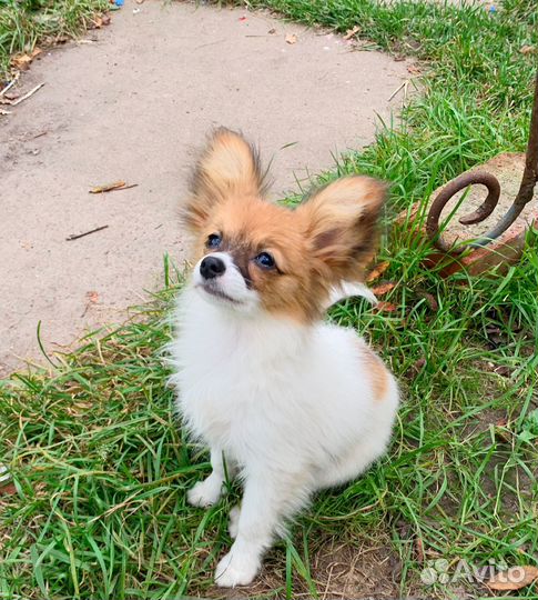 Малышка папийон