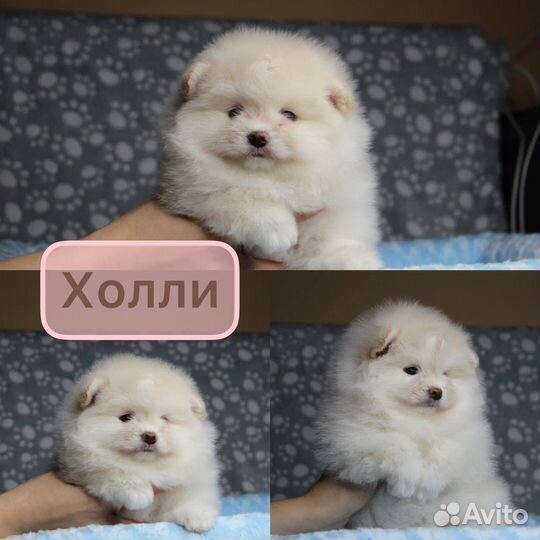 Мальчик и 2 девочки Шпица