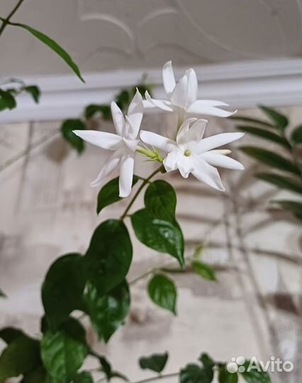 Комнатный жасмин самбак