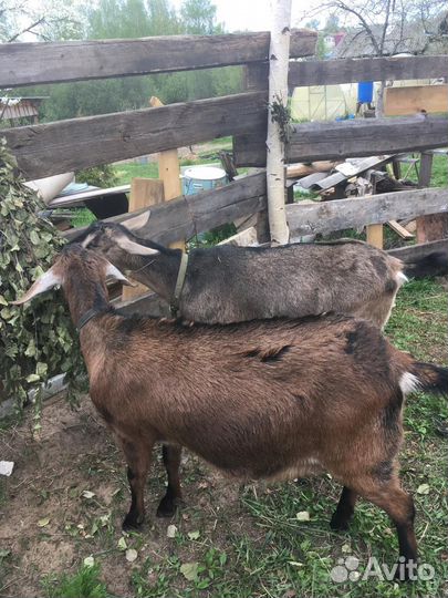 Козы дойные альпийская порода