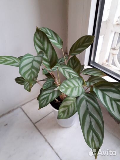 Комнатные цветы шефлера