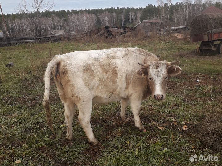 Нетели 1 год и семь месяцев. Продам