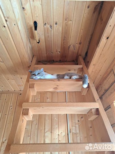 Передержка котиков, кошек, котят Казань