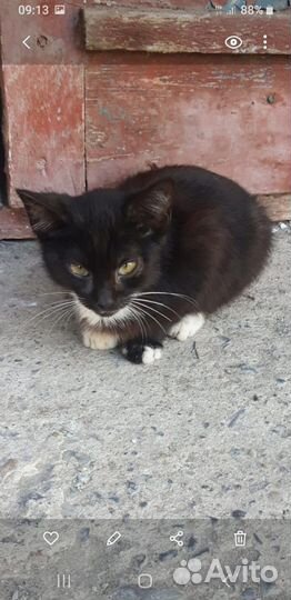 Кот