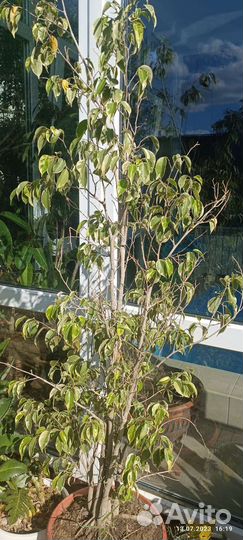 Комнатные цветы