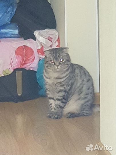 Шотландская вислоухая кошка
