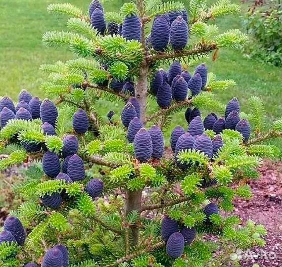 Пихта корейская из питомника