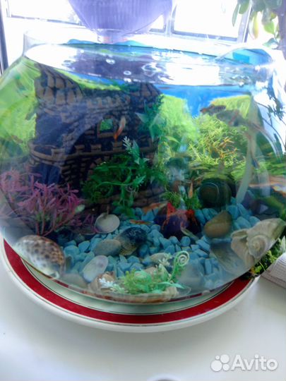 Аквариум, рыбки