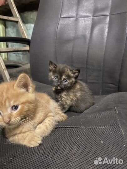 Котята 1,5 месяца