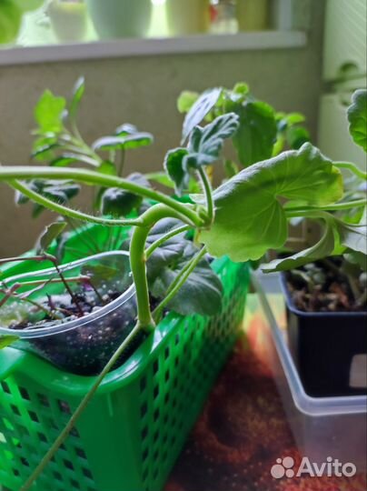 Излишки комнатных цветов