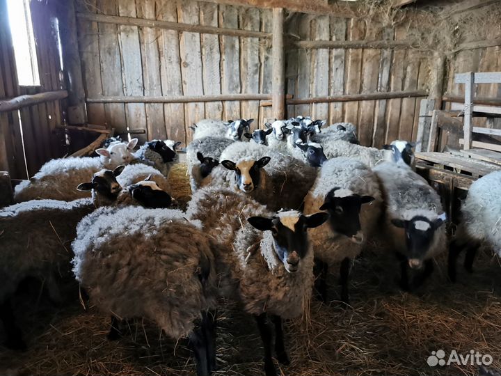 Романовские овцы