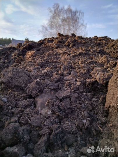 Перегной коровяк