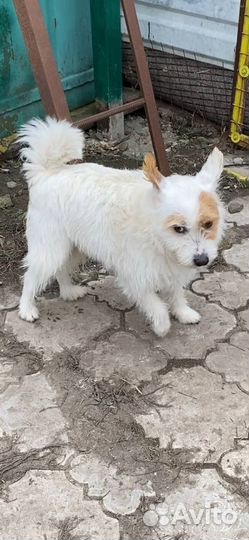 Маленькая собачка