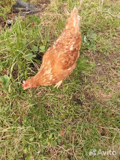 Куры молодки несушки домашние