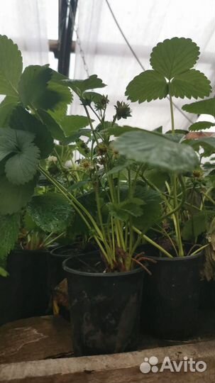 Саженцы клубники оптом