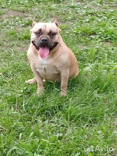 Вязка. Американский Булли