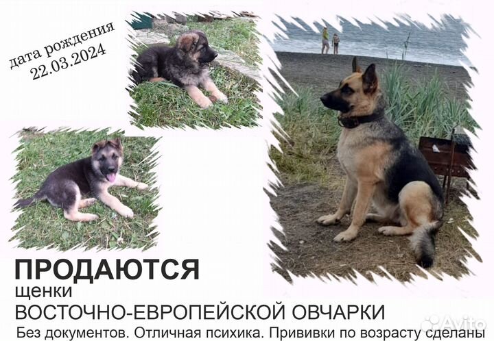 Щенки Восточно-Европейской овчарки